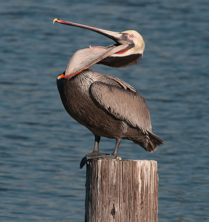 Brown Pelican with Open Pouch
