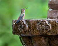 Hummingbird on Fountain
