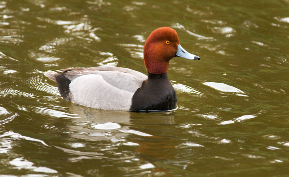Redhead Duck, Lake Merritt