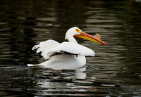 White Pelican with Raised Wings, Lake Merritt