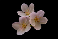 Pink Cherry Blossoms with Yellow Stamens and Pistil