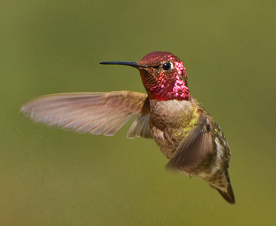Male Anna's Hummingbird with Glistening Red Head in Flight, Santa Cruz Mountains, CA