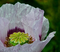 Lavender Poppy with Green Center