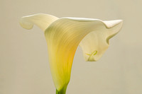 Calla Lily in Afternoon Light
