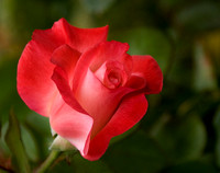 Red and White Rose Bud