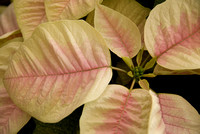 White and Pink Poinsettia