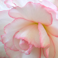 Pink Rimmed White Begonia