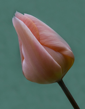 Soft Pink Unopened Tulip Bud