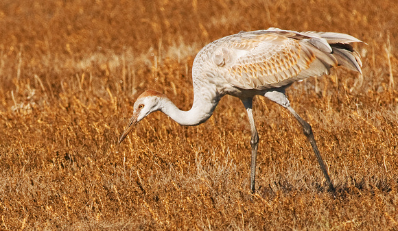 Female Sandhill Crane Hunting, Galt, CA, 2011