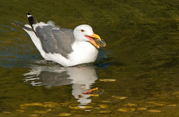 Western Gull with Clam Catch, Berkeley, CA