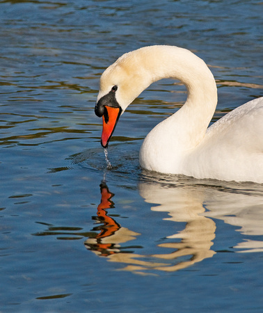 Mute Swan, Esquimalt Lagoon, Victoria, Canada, 4/11