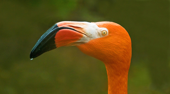 Flamingo Portrait, 4/11