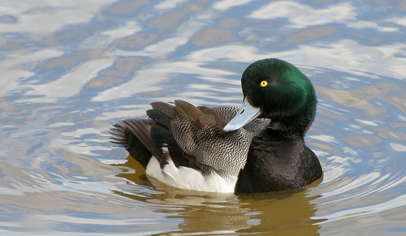 Greater Scaup Preening