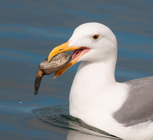 Gull with Clam Catch