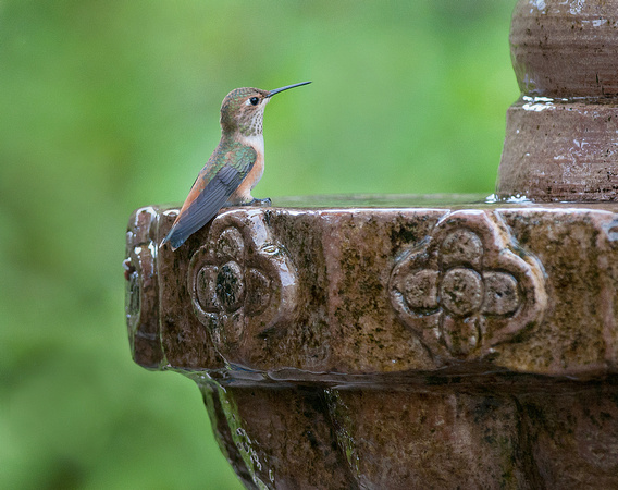 Hummingbird on Fountain