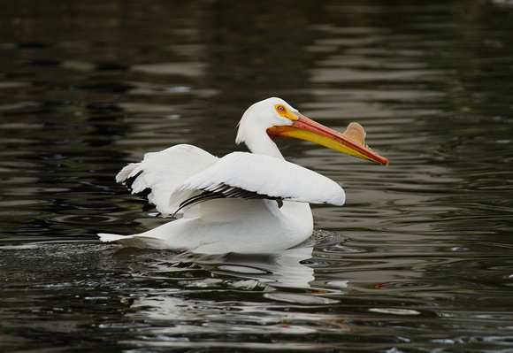 White Pelican with Raised Wings, Lake Merritt