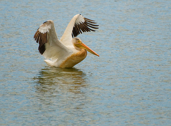 White Pelican with Uplifted Wings