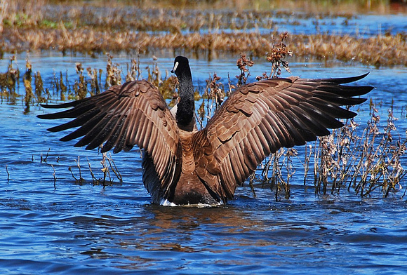 Canada Goose with Outstretched Wings, Oakland, CA