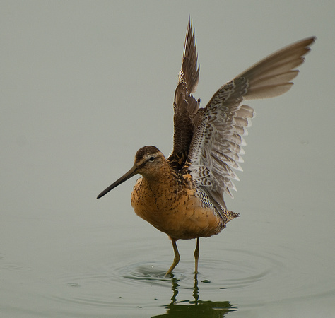 Marbled Godwit with Up-stretched Wings, 2010