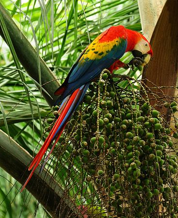 Scarlet Macaw Perched in Palm Tree and Eating Dates, Costa Rica, 10/11