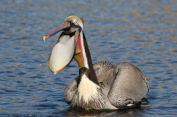 Brown Pelican with Showing Inside of Pouch
