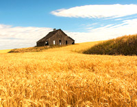 Wheat Field and Old Barn, the Palouse