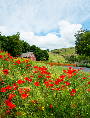 Red Poppies and Barn
