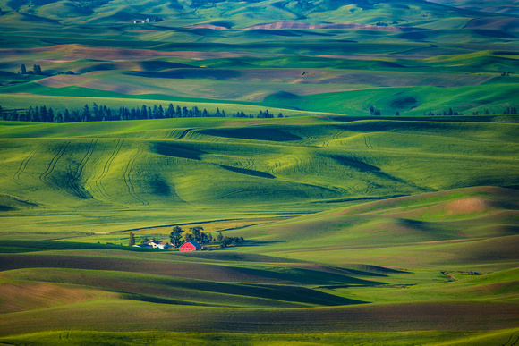 The Palouse at Dawn as seen from Steptoe Butte