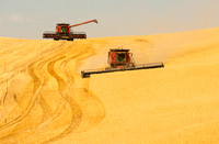 Combines Harvesting Wheat Field, the Palouse