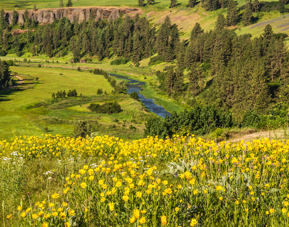 Palouse River and Yellow WildFlowers