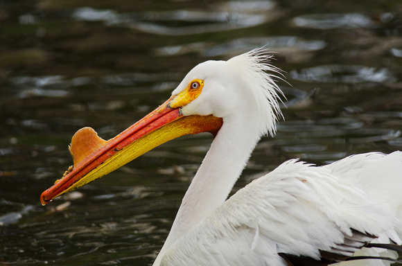 White Pelican with Breeding Bump, Lake Merritt