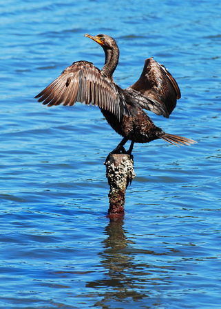 Cormorant Perches on Piling while Drying Outstretched Wings, Berkeley, CA
