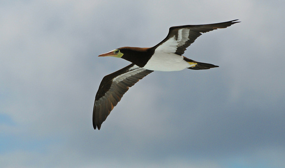Brown Booby in Flight at Sea 100 Miles from Cuba, 11/10