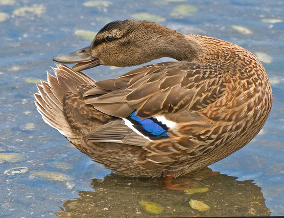 Female Mallard Stretches its Neck to Preen Tail Feathers, Berkeley, CA