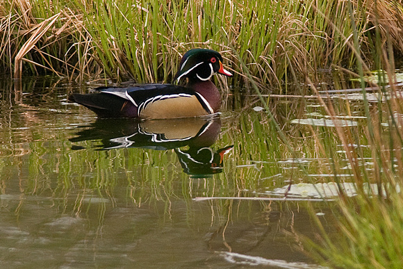 Male Wood Duck Swimming near Reeds, Nisqually Reserve, Tacoma, Washington, 4/11