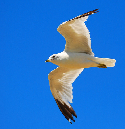 Ring-billed Gull in Flight with Sunlight Showing Through Wings, Oakland, CA, 2010