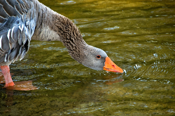 Brown Goose Drinks Water from Lake, Lagoon Valley Regional Park, Vacaville, CA, 2010
