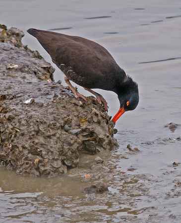 Black Oystercatcher Extracts Flesh from Mussels on Rock, Berkeley, CA, 2011