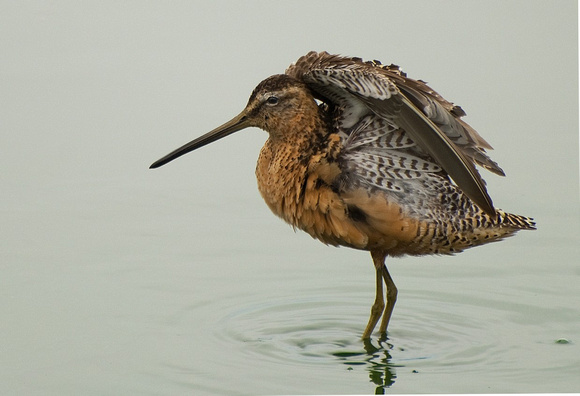 Marbled Godwit with Uplifted Wings, 2009