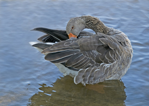 White-fronted Goose in Graceful Pose as it Preens, Stone Valley Lagoon, Vacaville, CA, 2010