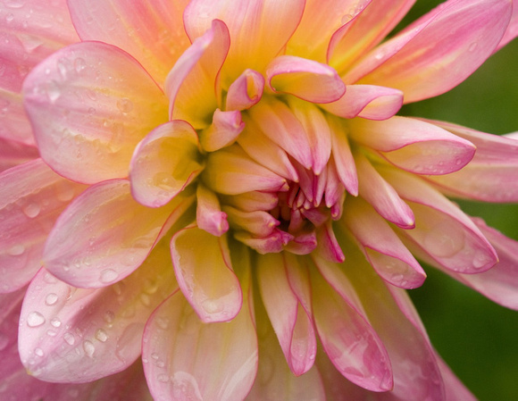 Pink and Yellow Dahlia with Raindrops