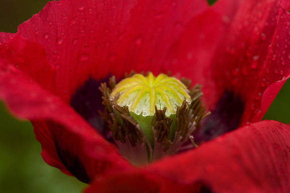 Red Poppy with Raindrops